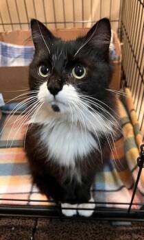 Domestic Medium Hair Cats Available for Adoption in St. Peters, Missouri - Lyla | PetCurious