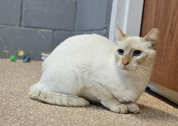 Domestic Short Hair Cats Available for Adoption in Gainesville, Texas - Leche  | PetCurious