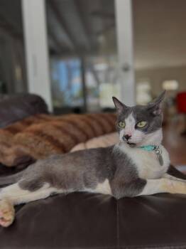 Rescue Domestic Short Hair Cats for Adoption in Vero Beach, Florida - Buddha | PetCurious
