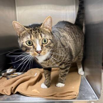 Chunk -  Domestic Short Hair Cat for Adoption in Garfield, Arkansas - Chunk | PetCurious