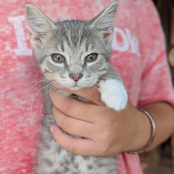 Rescue Domestic Short Hair Cats for Adoption in Melbourne, Kentucky - Totoro | PetCurious