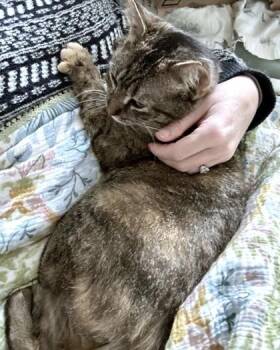 Domestic Short Hair Cats Available for Adoption - Fly Girl | PetCurious