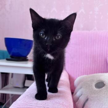 Cheez-it (Pink Collar) -  Domestic Short Hair Cat for Adoption in Puslinch, Ontario - Cheez-it (Pink Collar) | PetCurious