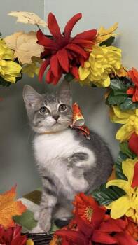 Sushi -  Domestic Short Hair Cat for Adoption in Picayune, Mississippi - Sushi | PetCurious