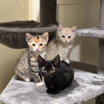 Merle -  Domestic Medium Hair Cat for Adoption in Madisonville, Tennessee - Merle | PetCurious