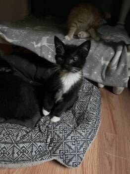 Melrose -  Domestic Short Hair Cat for Adoption in Jackson, Georgia - Melrose | PetCurious