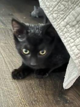 Winston -  Domestic Short Hair Cat for Adoption in Lake Wylie, South Carolina - Winston | PetCurious