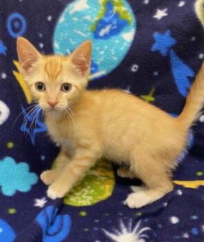 Campfire -  Domestic Short Hair Cat for Adoption in Westland, Michigan - Campfire | PetCurious