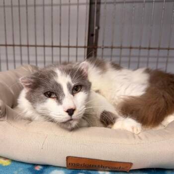 Domestic Long Hair Cats Available for Adoption in Duncan, Oklahoma - Homelander | PetCurious