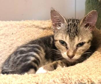 Winnifred -  Domestic Short Hair Cat for Adoption in Cumberland, Maine - Winnifred | PetCurious