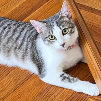 Canyon Spirit Oh So Precious -  Tabby and Domestic Short Hair Cat for Adoption in Friendswood, Texas - Canyon Spirit Oh So Precious | PetCurious