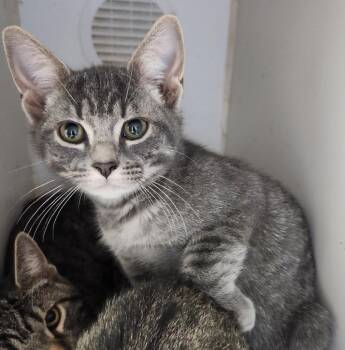 Bonnie -  Domestic Short Hair Cat for Adoption in Walnutport, Pennsylvania - Bonnie | PetCurious