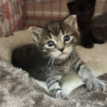 Glitter 2026 -  Domestic Short Hair Cat for Adoption - Glitter 2026 | PetCurious