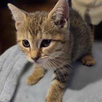 Bartholomeow -  Domestic Medium Hair Cat for Adoption in Wappingers Falls, New York - Bartholomeow | PetCurious