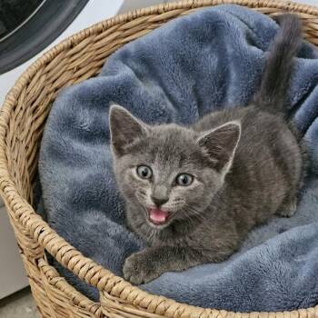 Maiko (Russian Blue Mix) -  Russian Blue and Domestic Short Hair Cat for Adoption in Allen, Texas - Maiko (Russian Blue Mix) | PetCurious