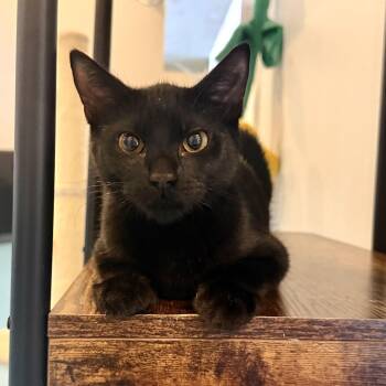 Michelangelo -  Bombay Cat for Adoption in Liverpool, Texas - Michelangelo | PetCurious