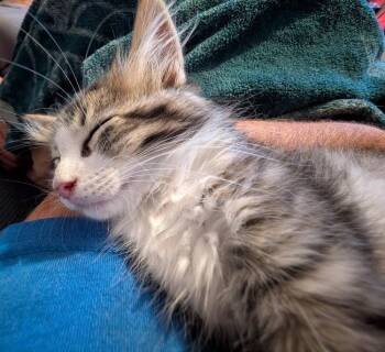 Wookie -  Domestic Long Hair Cat for Adoption in Chalfont, Pennsylvania - Wookie | PetCurious