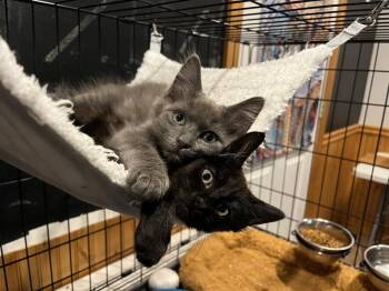Morel -  Domestic Medium Hair Cat for Adoption in Emerald Isle, North Carolina - Morel | PetCurious