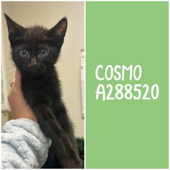 Domestic Short Hair Cats Available for Adoption in Macon, Georgia - COSMO | PetCurious