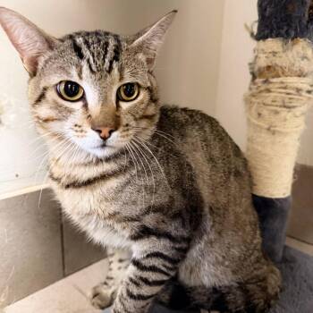 Sergeant Jordan -  Domestic Short Hair Cat for Adoption in Las Vegas, Nevada - Sergeant Jordan | PetCurious