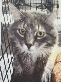 Domestic Long Hair Cats Available for Adoption in New Windsor, New York - Gizmo | PetCurious