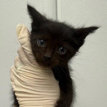 Squirtle -  Domestic Short Hair Cat for Adoption in Abilene, Texas - Squirtle | PetCurious
