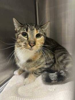 Rescue Domestic Short Hair Cats for Adoption in Longview, Texas - Strawberry Shortcake | PetCurious