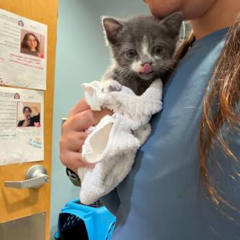 Domestic Short Hair Cats Available for Adoption in Chattanooga, Tennessee - Tessie | PetCurious