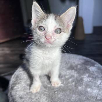 Carla 26-07-182 -  Domestic Short Hair Cat for Adoption in Bastrop, Texas - Carla 26-07-182 | PetCurious