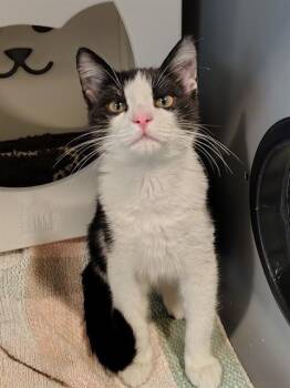 Domestic Short Hair Cats Available for Adoption in Leesburg, Virginia - FORKLIFT | PetCurious