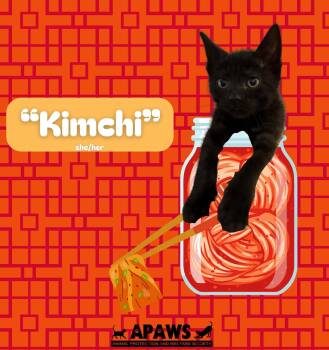 Kimchi -  Domestic Short Hair Cat for Adoption in Baton Rouge, Louisiana - Kimchi | PetCurious