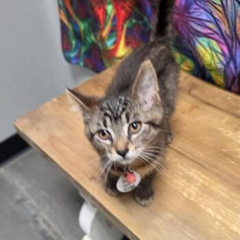 Dali -  Domestic Short Hair Cat for Adoption in Normal, Illinois - Dali | PetCurious