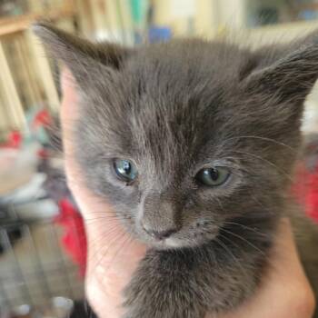 Linguini -  Domestic Long Hair Cat for Adoption in Belfair, Washington - Linguini | PetCurious