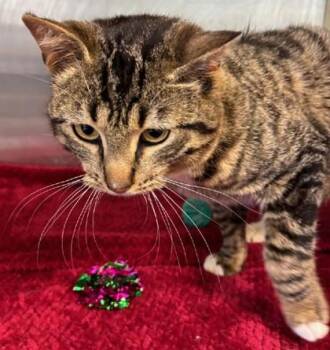 Domestic Short Hair Cats Available for Adoption in Pendleton, Oregon - Mantis | PetCurious