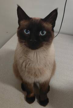 Lux -  Siamese Cat for Adoption in Billings, Montana - Lux | PetCurious