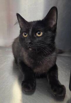 Sundance -  Domestic Short Hair Cat for Adoption in Fresno, California - Sundance | PetCurious