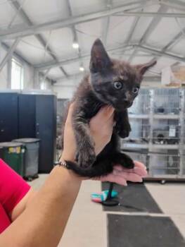 SPINACH -  Domestic Short Hair Cat for Adoption in San Bernardino, California - SPINACH | PetCurious