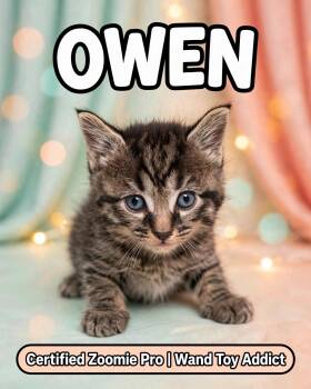 Owen -  American Shorthair and Tiger Cat for Adoption in Billerica, Massachusetts - Owen | PetCurious