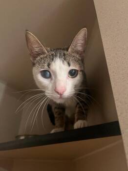 Domestic Short Hair Cats Available for Adoption in Los Angeles, California - Poppy | PetCurious