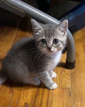 Rescue Domestic Short Hair Cats for Adoption in Manorville, New York - Marvina | PetCurious