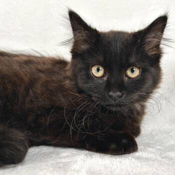 Sapphire -  Domestic Medium Hair Cat for Adoption in Johnson City, Tennessee - Sapphire | PetCurious
