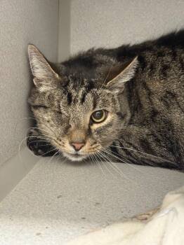 Rescue Domestic Short Hair Cats for Adoption in Osseo, Michigan - Wink | PetCurious