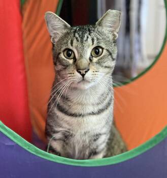 Axel (Courtesy Post) -  Domestic Short Hair Cat for Adoption in San Jose, California - Axel (Courtesy Post) | PetCurious