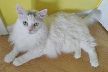 David Bowie (Aka Willy) -  Turkish Van Cat for Adoption in Chicago, Illinois - David Bowie (Aka Willy) | PetCurious