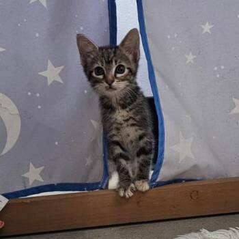 Dolly -  Domestic Short Hair Cat for Adoption in Harlingen, Texas - Dolly | PetCurious