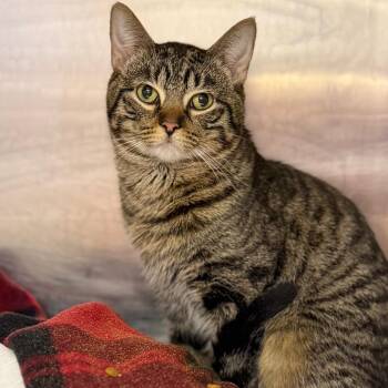Domestic Short Hair Cats Available for Adoption - Tapatio | PetCurious