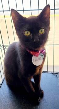 Domestic Short Hair Cats Available for Adoption in Rome, Georgia - Arrow (Midnight) | PetCurious