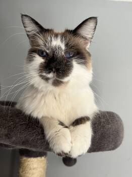 Rescue Snowshoe Cats for Adoption in San Jose, California - Smudge | PetCurious