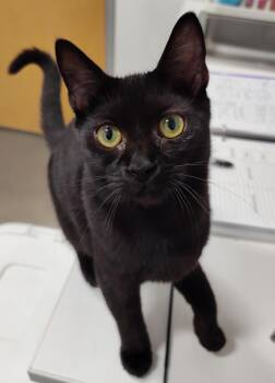 Hot Dog (FCID# 07/06/2026 - 63 Brookhaven PS) C -  Domestic Short Hair Cat for Adoption in Greenville, Delaware - Hot Dog (FCID# 07/06/2026 - 63 Brookhaven PS) C | PetCurious
