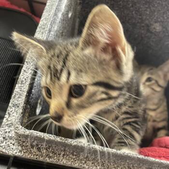 Tig -  Domestic Short Hair Cat for Adoption in Norman, Oklahoma - Tig | PetCurious